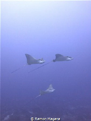 Eagle rays "flying by" picture take with a canon g15 by Ramon Magana 